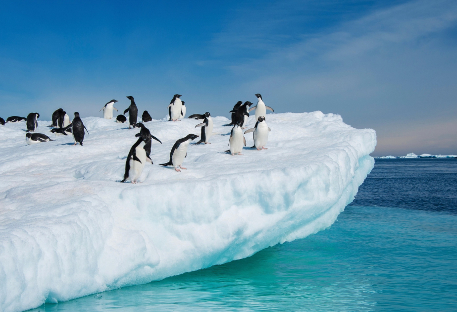 World’s biggest iceberg grounds off remote South Atlantic island
