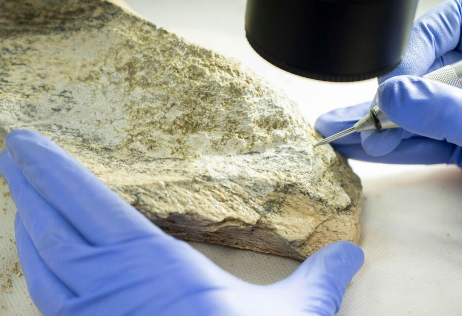 Tools made from elephant and hippo bones show ingenuity of human ancestors