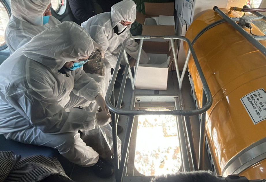 Helikopterlə vəhşi heyvanların növbəti peyvəndləməsi aparılıb