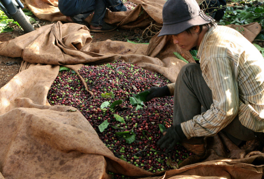 Global coffee trade grinding to a halt, hit hard by brutal price hikes
