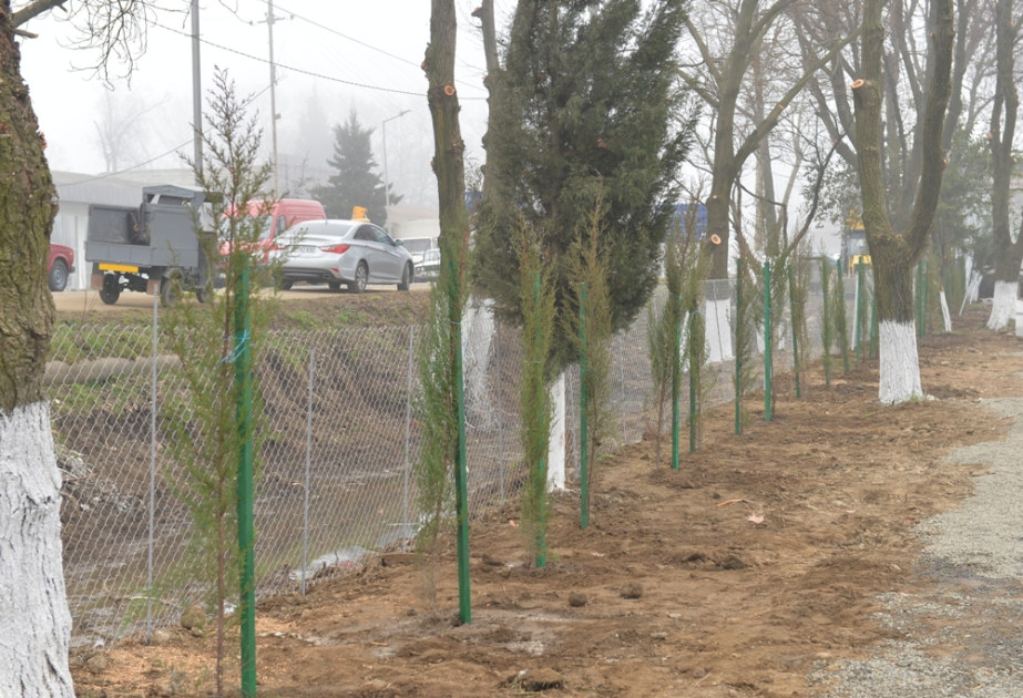 Lənkəranda ağacəkmə aksiyası keçirilib