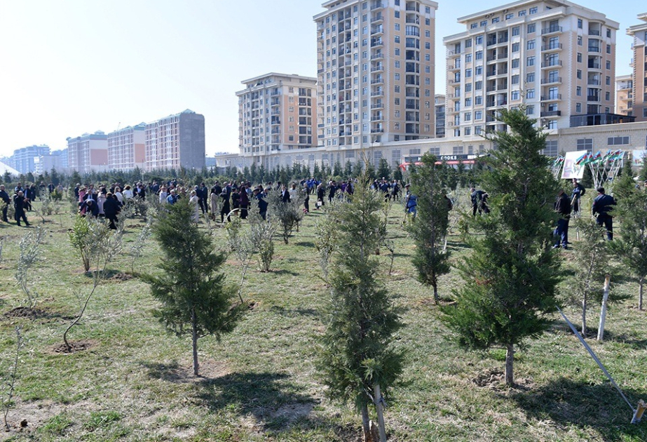 Sumqayıtda ağacəkmə aksiyası keçirilib
