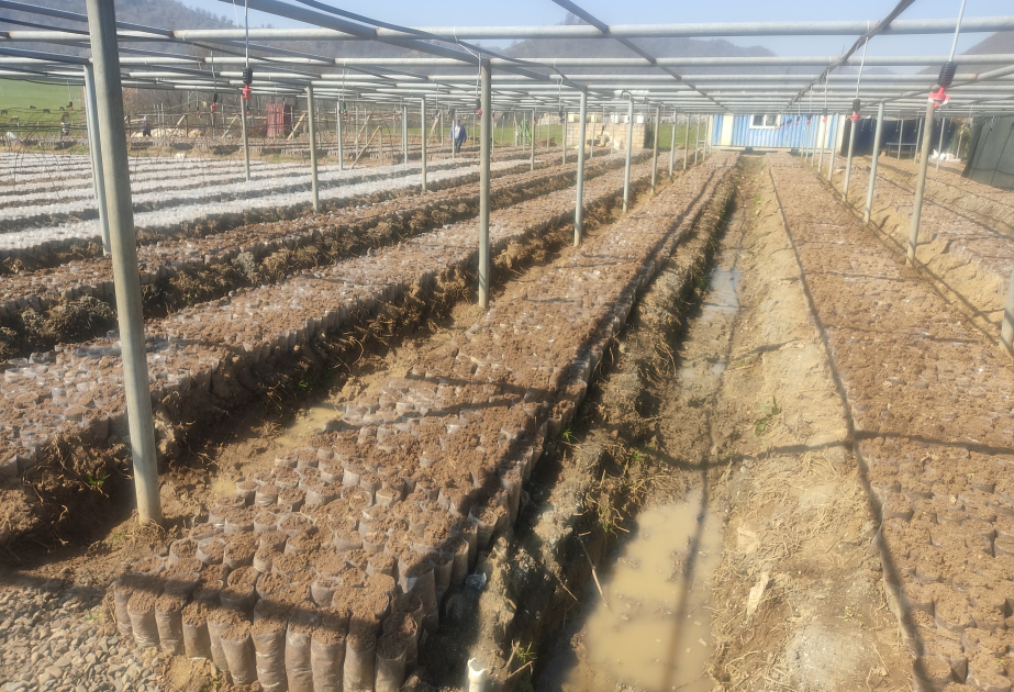 Lənkəranda yeni çay plantasiyaları salınır ВИДЕО