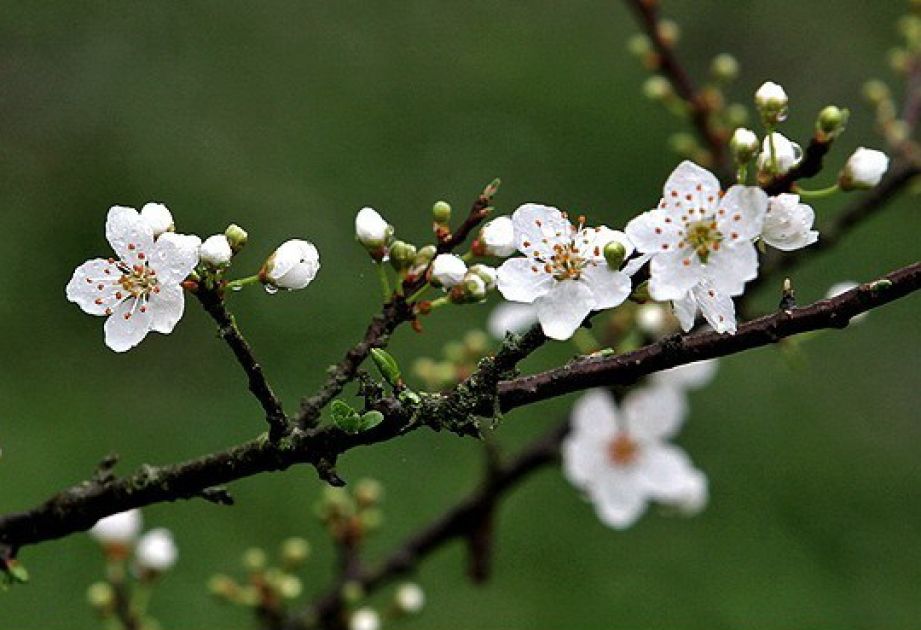 La primavera ha llegado a Azerbaiyán