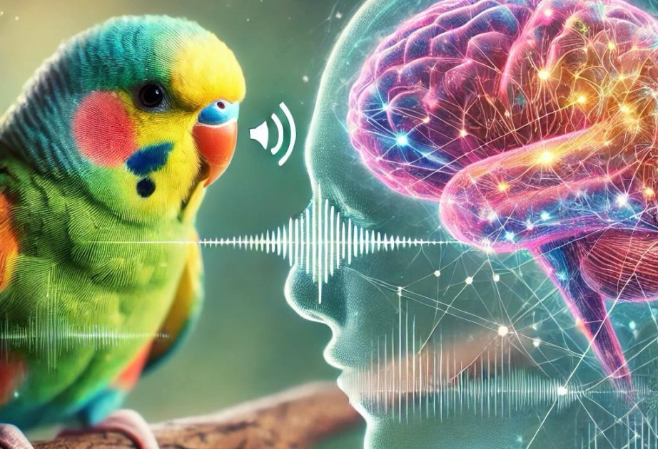 Parrots and humans share a brain mechanism for speech