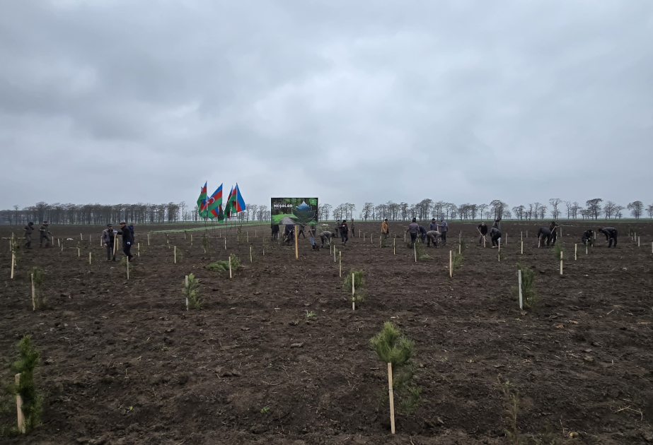 В Международный день лесов в Азербайджане за день посажено более 13 тысяч деревьев