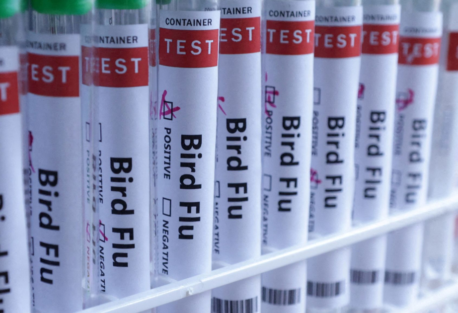 World’s first case of bird flu in sheep detected in England
