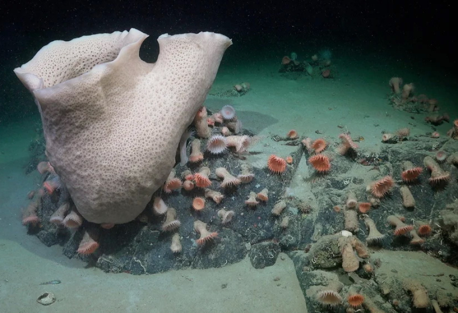 Scientists discover ‘thriving ecosystem’ of deep sea creatures after iceberg breaks off in Antarctica