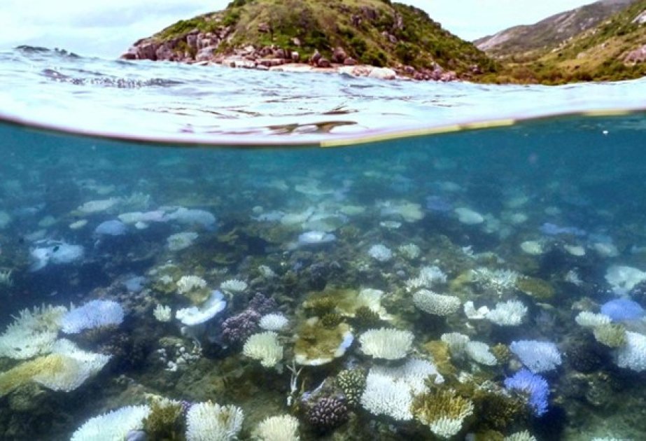 Australiens Riffe zeitgleich von Korallenbleiche betroffen