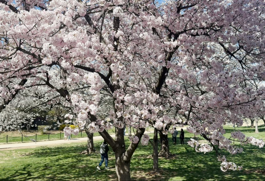 Yaponiyanın Vaşinqton sakinlərinə hədiyyə etdiyi bayram - Milli “Cherry Blossom” Festivalı VİDEO