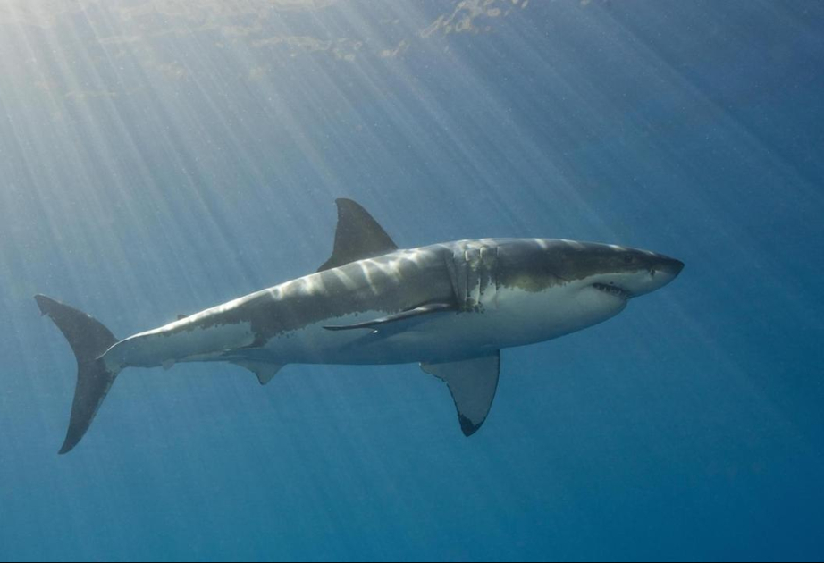 Studie: Verlust Weißer Haie wirkt sich demnach negativ auf biologische Vielfalt im Atlantik