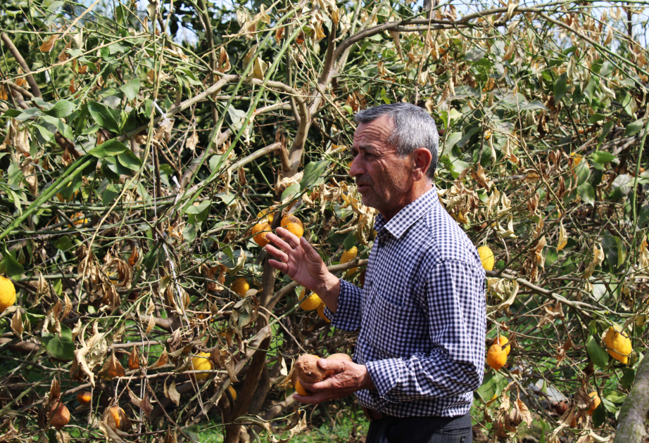 Bu il qışın sərt keçməsi Astarada limon bağlarına ziyan vurub
