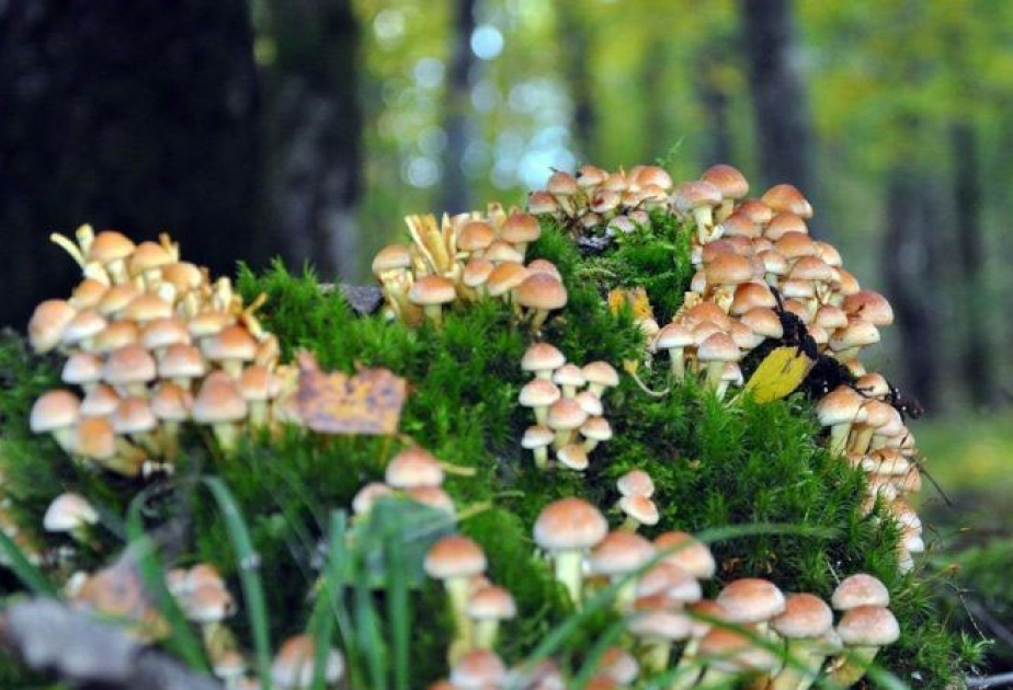 Hundreds of fungi species are threatened with extinction