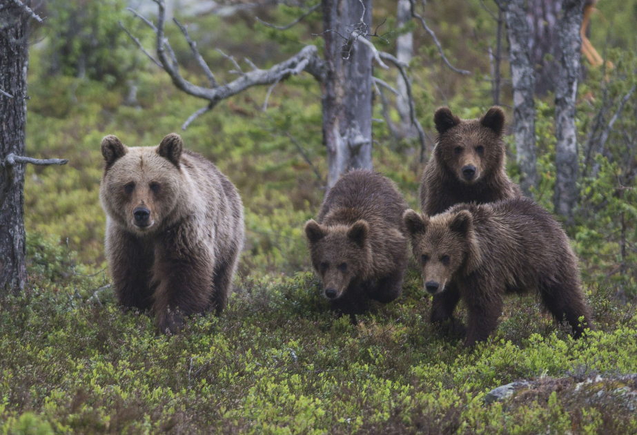 Slovakia allows culling 350 bears, riles conservationists