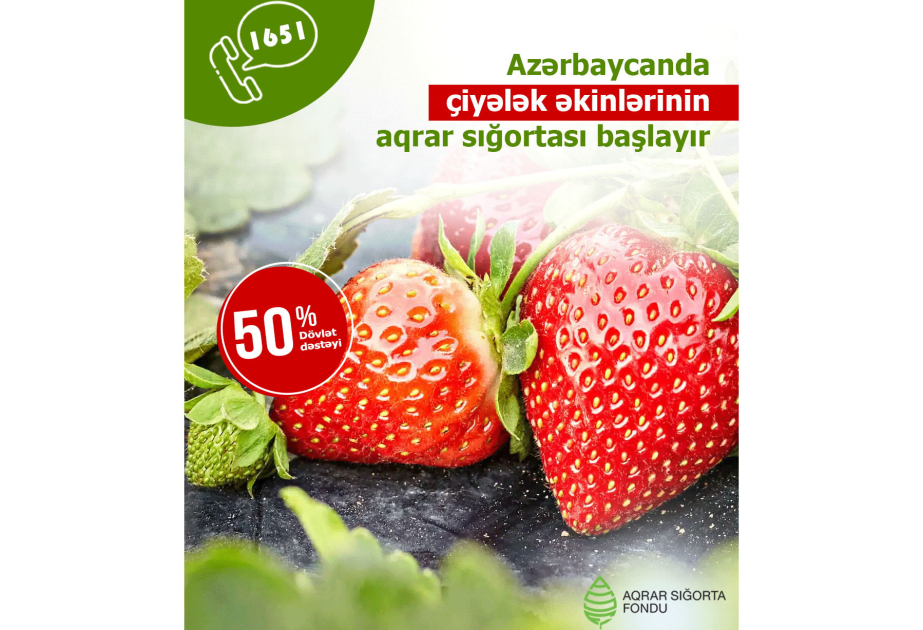 Bu il çiyələk əkinlərinin aqrar sığortalanmasına başlanılıb