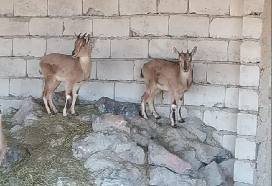 Naxçıvanda ovçu saxlanılıb, fermasında dağ keçiləri aşkarlanıb