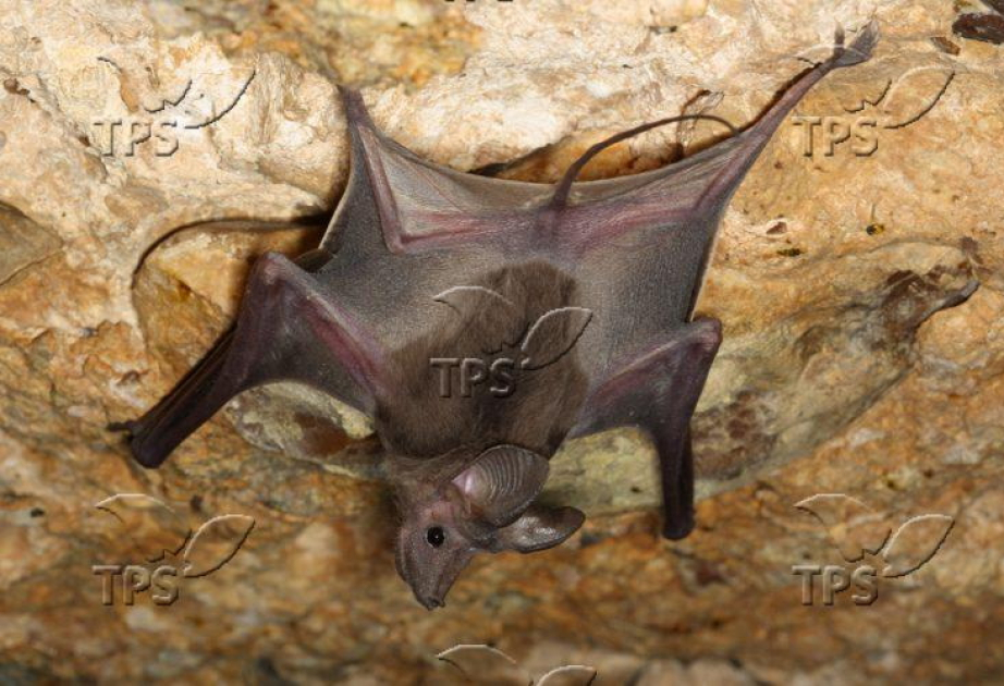 Reverse-rawling bat may inspire next-gen sensory tech and robotics