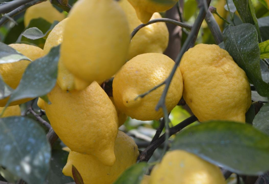 Havaların soyuması Türkiyənin limon ixracına mənfi təsir edib