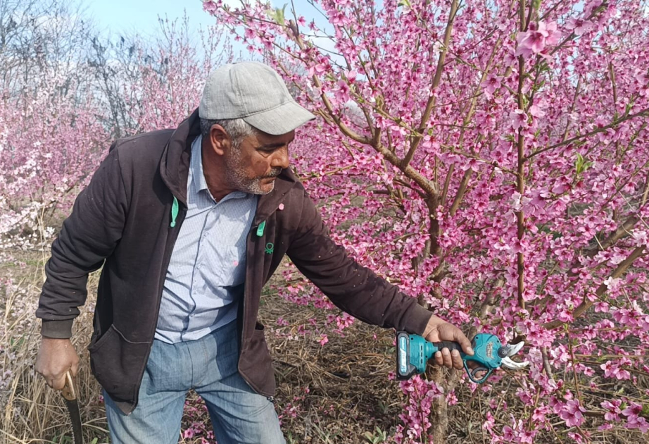 Nektarin bağlarında ağaclar çiçək açanda budanır – FOTO  VİDEO