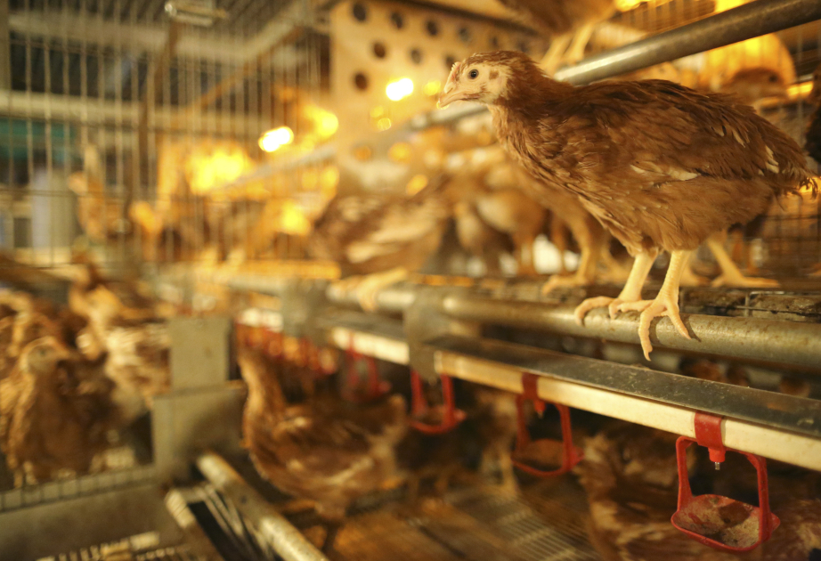 Philippines imposes ban on bird imports from Belgium due to bird flu