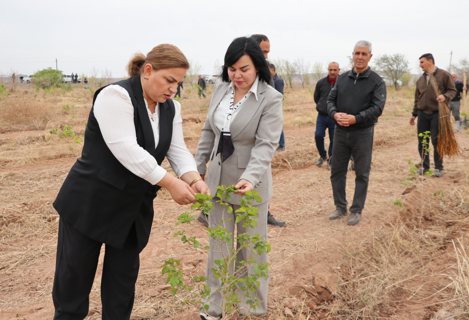 Naxçıvanda yeni salınan tut bağlarına aqrotexniki qulluq göstərilib, yeni tinglər əkilib