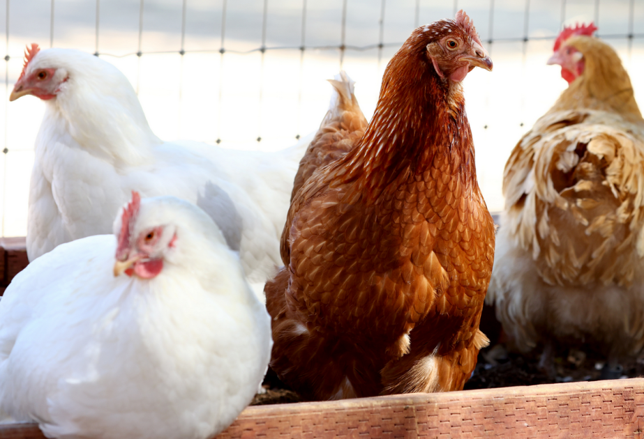Mexico reports first human death from H5N1 bird flu