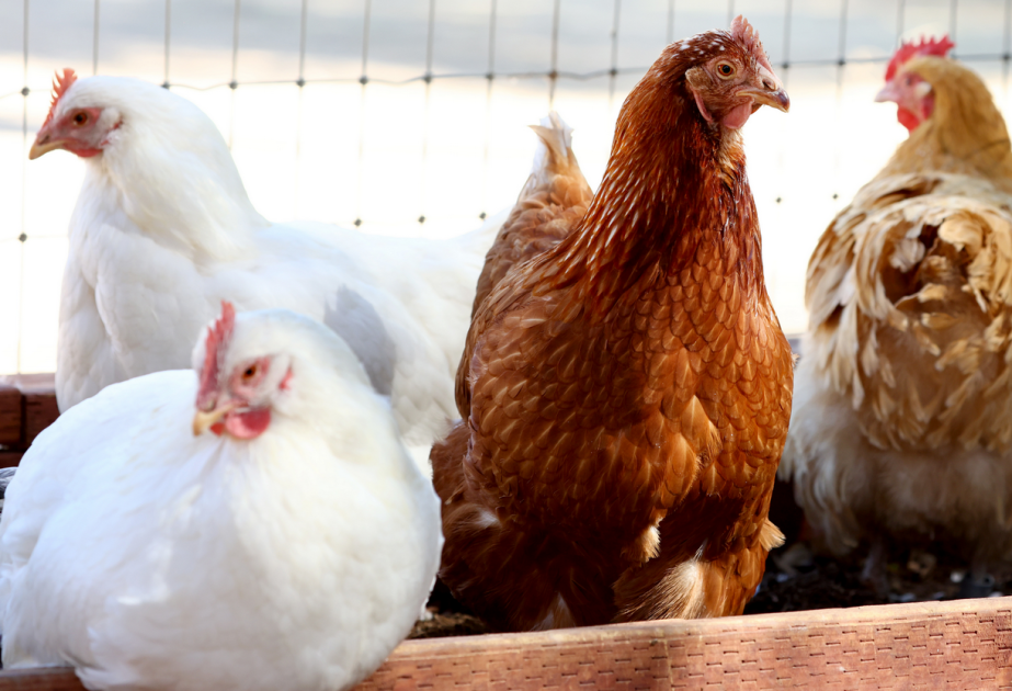 Mexiko meldet ersten Todesfall durch Vogelgrippe Typ H5N1