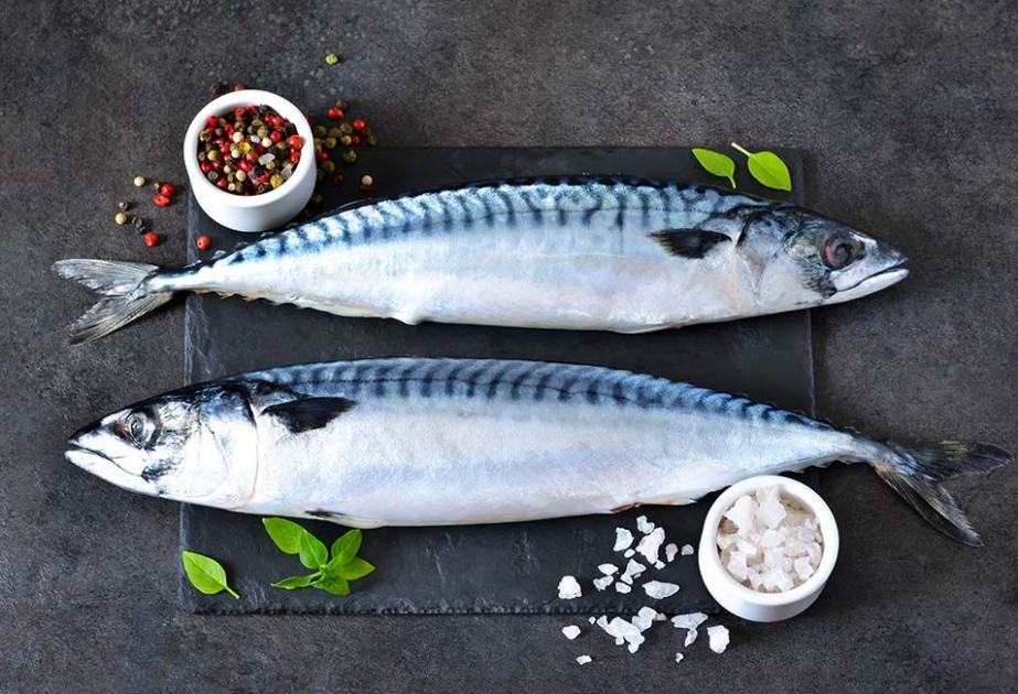 Mackerel stocks near breaking point because of overfishing, say experts