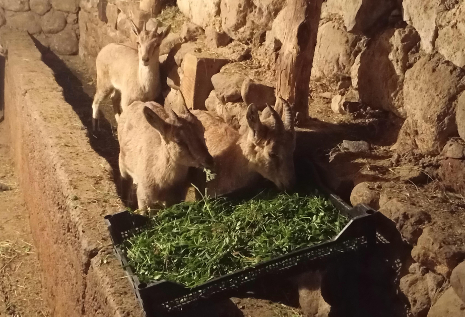 Naxçıvanda fermer təsərrüfatında aşkarlanan 3 bezoar keçi balası təbiətə buraxılacaq