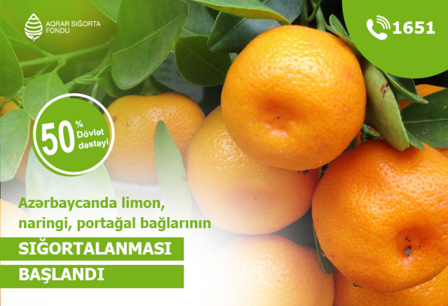 Azərbaycanda sitrus bağlarının sığortalanmasına başlanılıb
