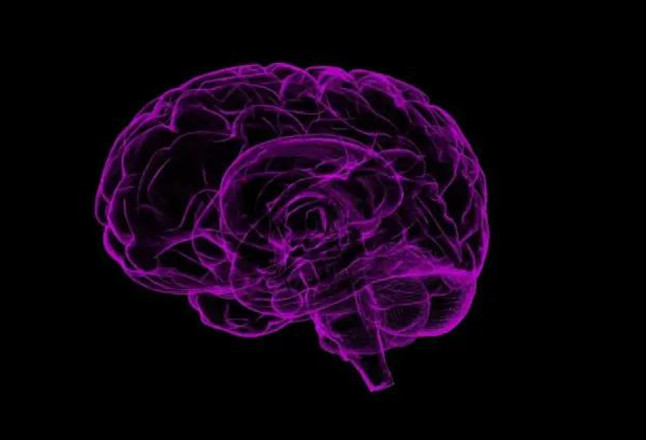Puberty triggers brain rewiring in genetic condition tied to autism, mouse study suggests
