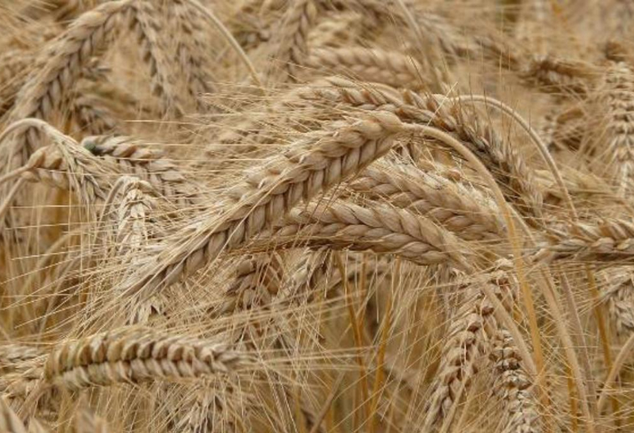 Казахстан готов увеличить поставки зерна в Азербайджан