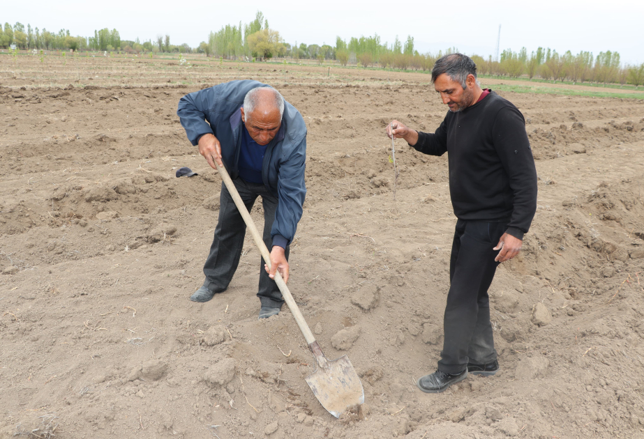 Şərurda salınan üzüm bağında sınaq məqsədilə quraqlığa və zərərvericilərə davamlı sortlar əkilib