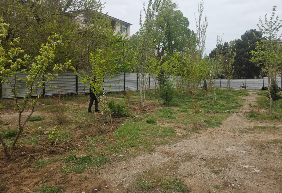 Sumqayıtda çıxarılan ağacların yerində digərləri əkilib
