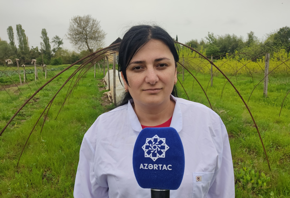 Lənkəran Bölgə Təcrübə Stansiyasında yeni hibrid tərəvəz sortları yetişdirilir