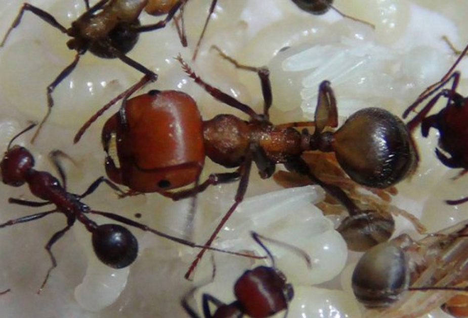 Ant smugglers caught with hundreds of prized insects in Kenya
