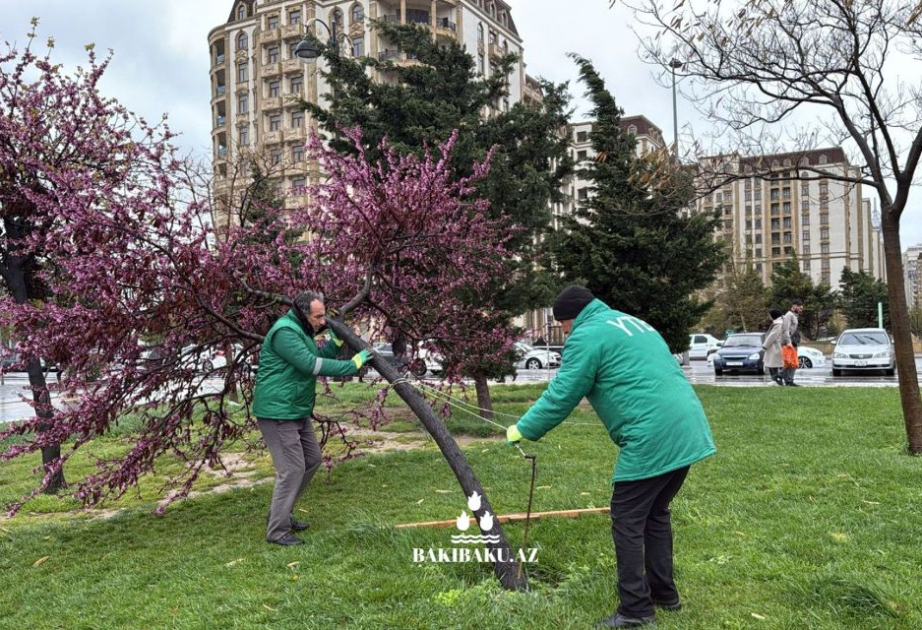 Güclü külək nəticəsində paytaxtda 368 ağac sınıb, 55-i zədələnib