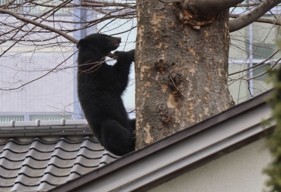 Japan enacts emergency animal shooting law amid surge in bear attacks