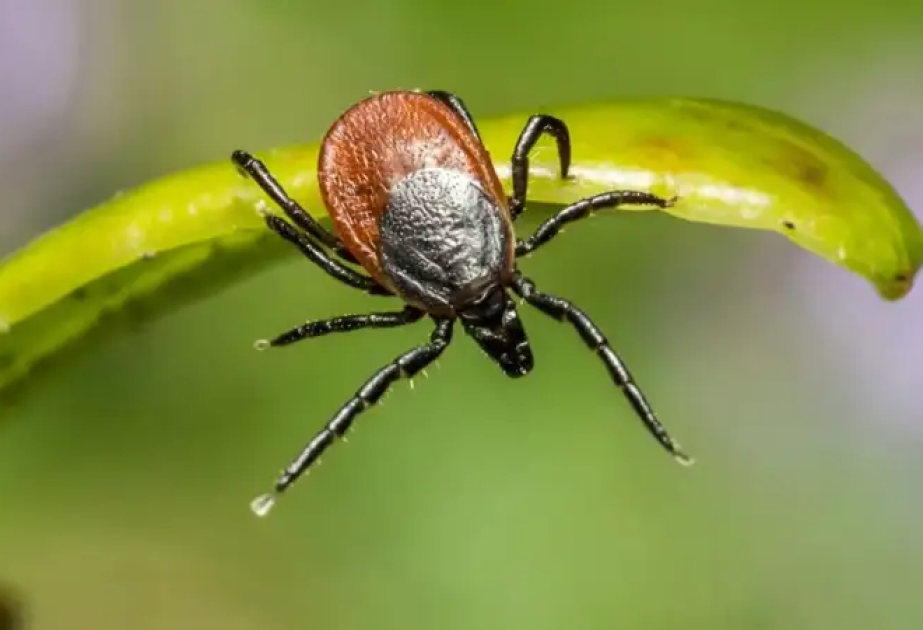 Mongolia reports 44 cases of human tick-borne diseases