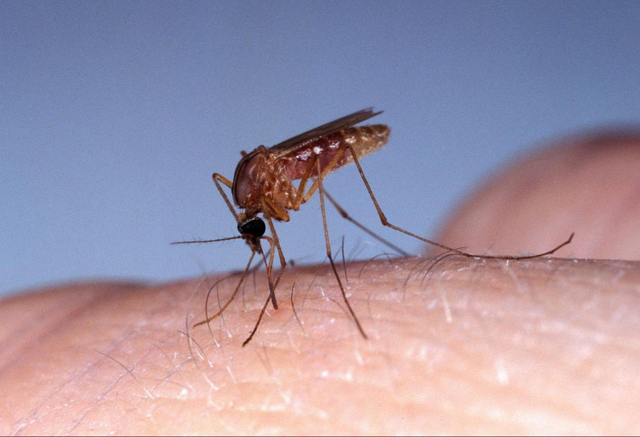 Virus: Kolumbien verhängt Notstand wegen Gelbfieber-Ausbruchs