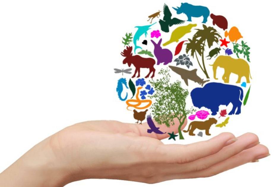 Climat, biodiversité, déchets : 8 bonnes solutions à travers le monde
