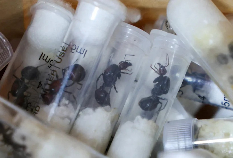 Belgian teens arrested with 5,000 smuggled ants as Kenya warns of changing trafficking trends