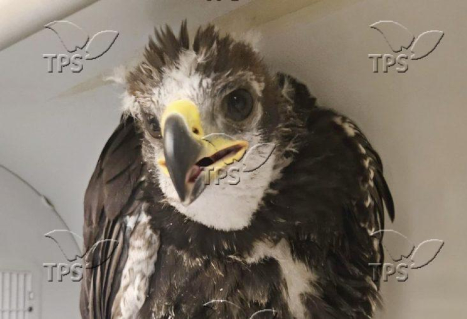 Soaring success: Rare baby eagle rehabilitated in conservation rriumph