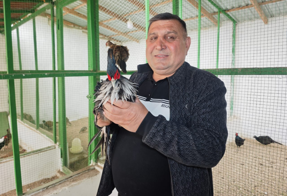 Quş təsərrüfatının sahibi: Qazaxıstan, Qırğızıstan və Özbəkistandan sifariş verirlər VİDEO