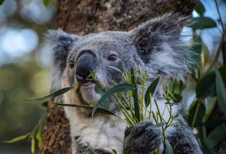 Australian authorities defend mass killing of over 700 koalas