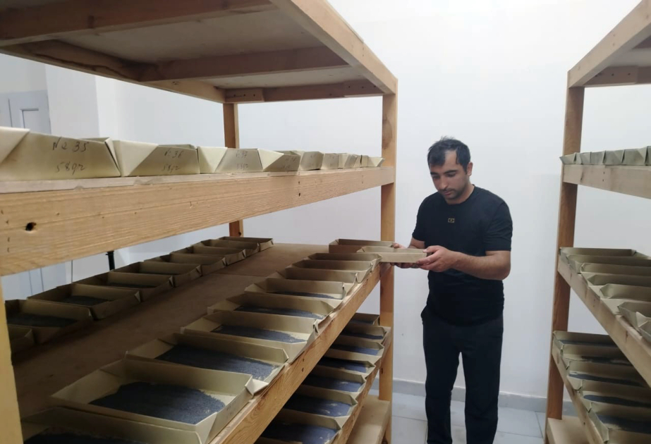 Zaqatalalı kümçülərə 450 qutu ipəkqurdu paylanılacaq