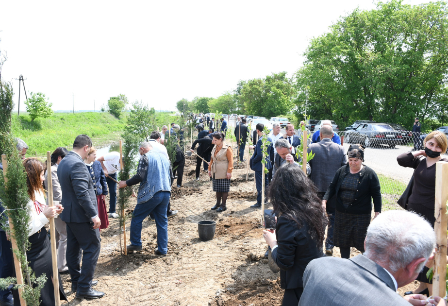 Masallıda 600-dən çox Xan çinar və şam ağacı əkilib