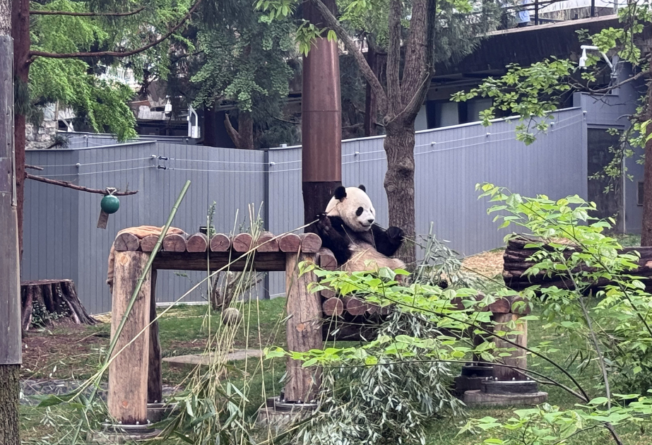 ABŞ-da pandaların yaşadığı yeganə zooparkdan FOTOREPORTAJ VİDEO
