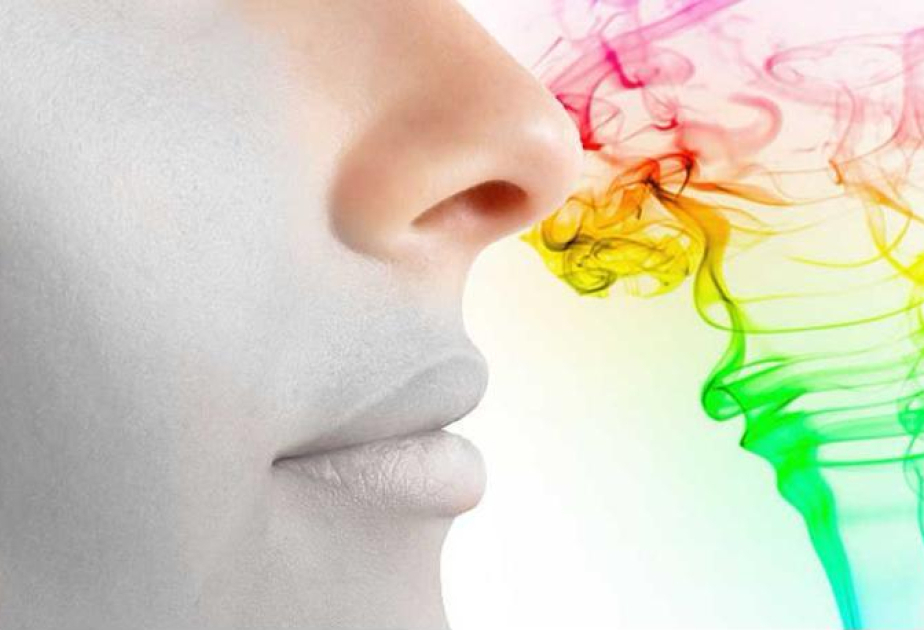 Nasal microbiome may help explain link between olfactory dysfunction and cognitive decline