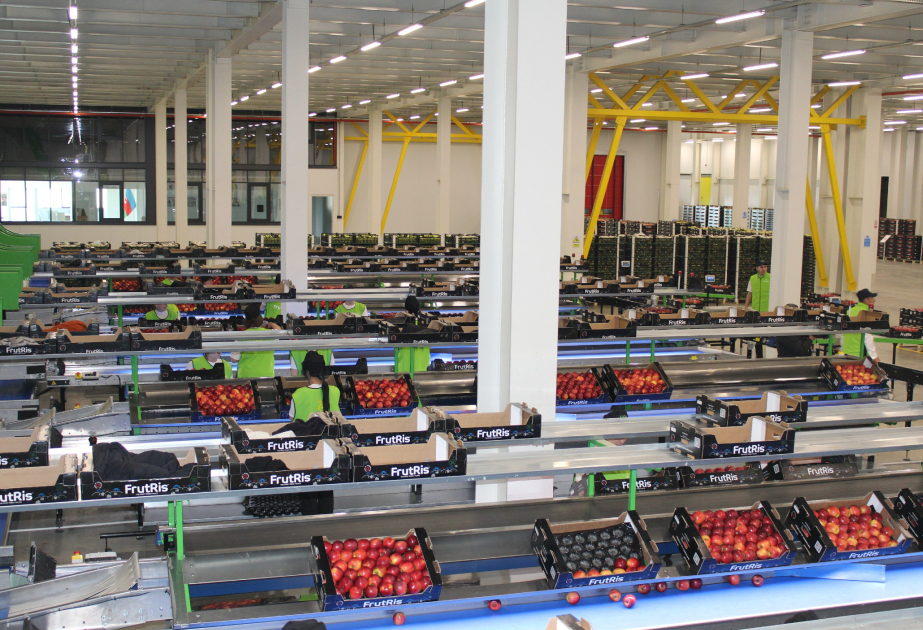 Гусарские фрукты экспортируются в Россию, Катар и Объединенные Арабские Эмираты -  РЕПОРТАЖ